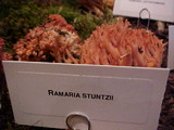 Ramaria stuntzii image