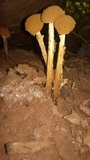 Battarrea stevenii image