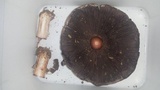 Agaricus bernardiiformis image