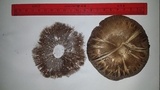 Agaricus bernardiiformis image