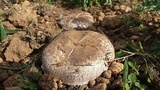 Agaricus bernardiiformis image