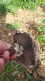 Agaricus bernardiiformis image