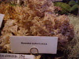 Ramaria subviolacea image