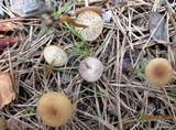 Strobilurus tenacellus image