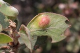 Exobasidium vaccinii image