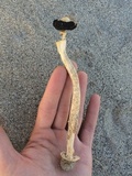 Agaricus zelleri image