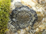 Rinodina aspersa image