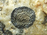 Rinodina aspersa image