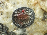 Rinodina aspersa image