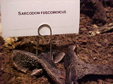 Sarcodon fuscoindicus image