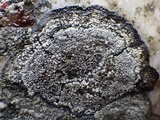 Rinodina atrocinerea image