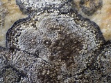 Rinodina atrocinerea image