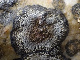 Rinodina atrocinerea image