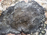 Rinodina atrocinerea image
