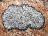 Rinodina atrocinerea image