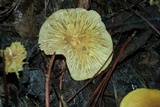 Xeromphalina tenuipes image