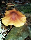 Xeromphalina tenuipes image