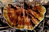 Hexagonia tenuis image