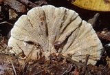 Hexagonia tenuis image