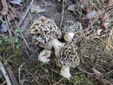 Morchella americana image