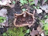 Disciotis venosa image