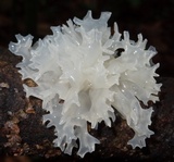 Tremella fuciformis image