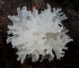 Tremella fuciformis image