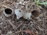 Helvella leucomelaena image