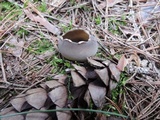 Helvella leucomelaena image