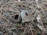 Helvella leucomelaena image