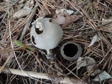 Helvella leucomelaena image