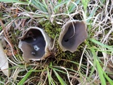 Helvella leucomelaena image