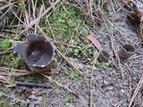 Helvella leucomelaena image