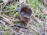 Helvella leucomelaena image