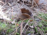 Helvella leucomelaena image