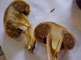 Cortinarius pinguis image