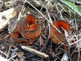 Caloscypha fulgens image