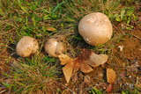 Calvatia pachyderma image