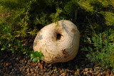 Calvatia pachyderma image