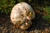 Calvatia pachyderma image