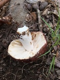 Russula vinacea image