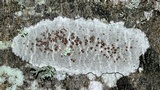 Lecanora hybocarpa image