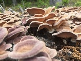 Panus neostrigosus image