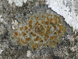 Caloplaca cerina image