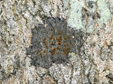 Caloplaca cerina image