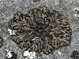 Phaeophyscia rubropulchra image