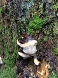 Fomitopsis mounceae image
