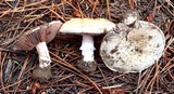 Agaricus stevensii image
