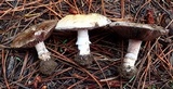 Agaricus stevensii image