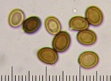 Agaricus stevensii image